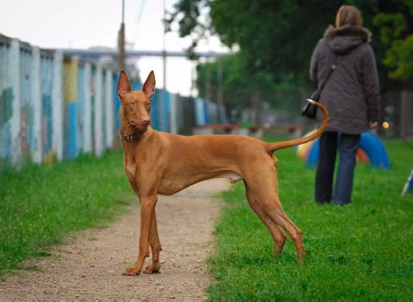 Pearl-Ramzes Sand Pharaoh, a Männlich Pharaonenhund registered with United Pet Club