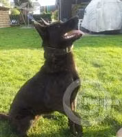 Wolf (Caelen), a Female 荷兰牧羊犬 registered with United Pet Club