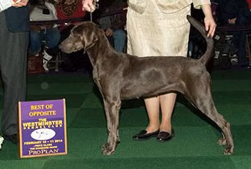 Hosker's Emily Em, a Female Гончая Плотта registered with United Pet Club