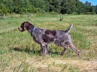 Ariels Justa Gotta Go Now, a Samec Německý drsnosrstý ohař registered with United Pet Club