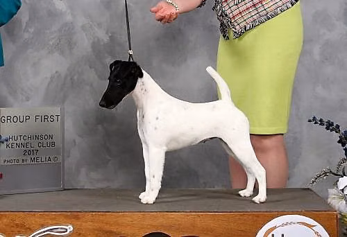 HIGH MOUNTAIN CRACK SHOT, a Самка Гладкошёрстный фокстерьер registered with United Pet Club