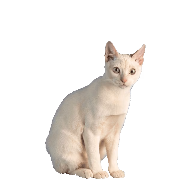 Tonkinese — a Medium, Affectionate Cat breed