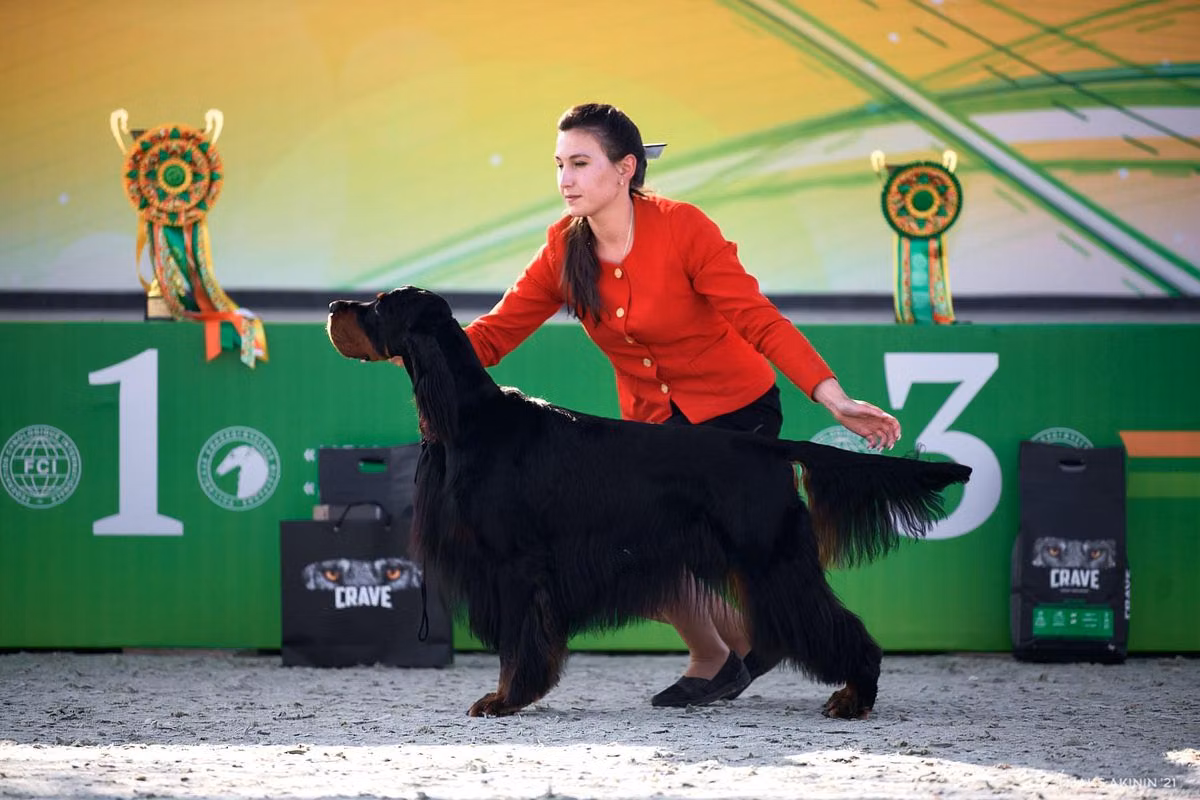 Michelangelo David Mila Grandset, a Mâle Setter Gordon registered with United Pet Club