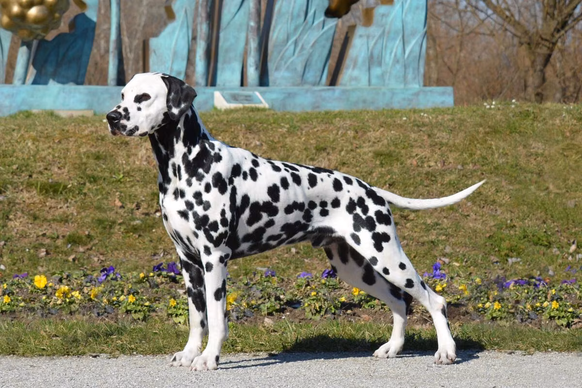 O'ZONE SANDMAN, a Hane Dalmatiner registered with United Pet Club
