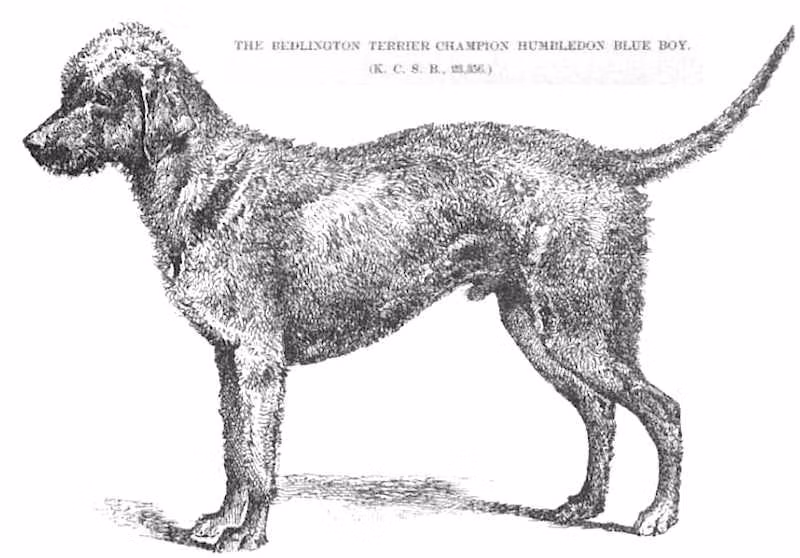 Humbledon Blue Boy, a Male Bedlington Terrier registered with United Pet Club