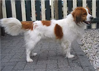 Kasper, a Самец Коикерхондье registered with United Pet Club