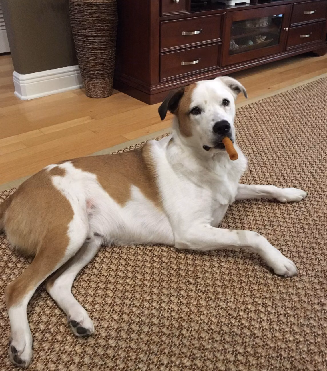 Astro, a Male Mixed Breed Dog registered with United Pet Club