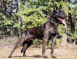 Tommy Pegge, a Patinas Dutch Shepherd registered with United Pet Club