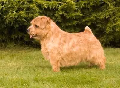 Belleville Premonition — 諾福克㹴 Belleville Premonition, a Male 諾福克㹴 registered with United Pet Club