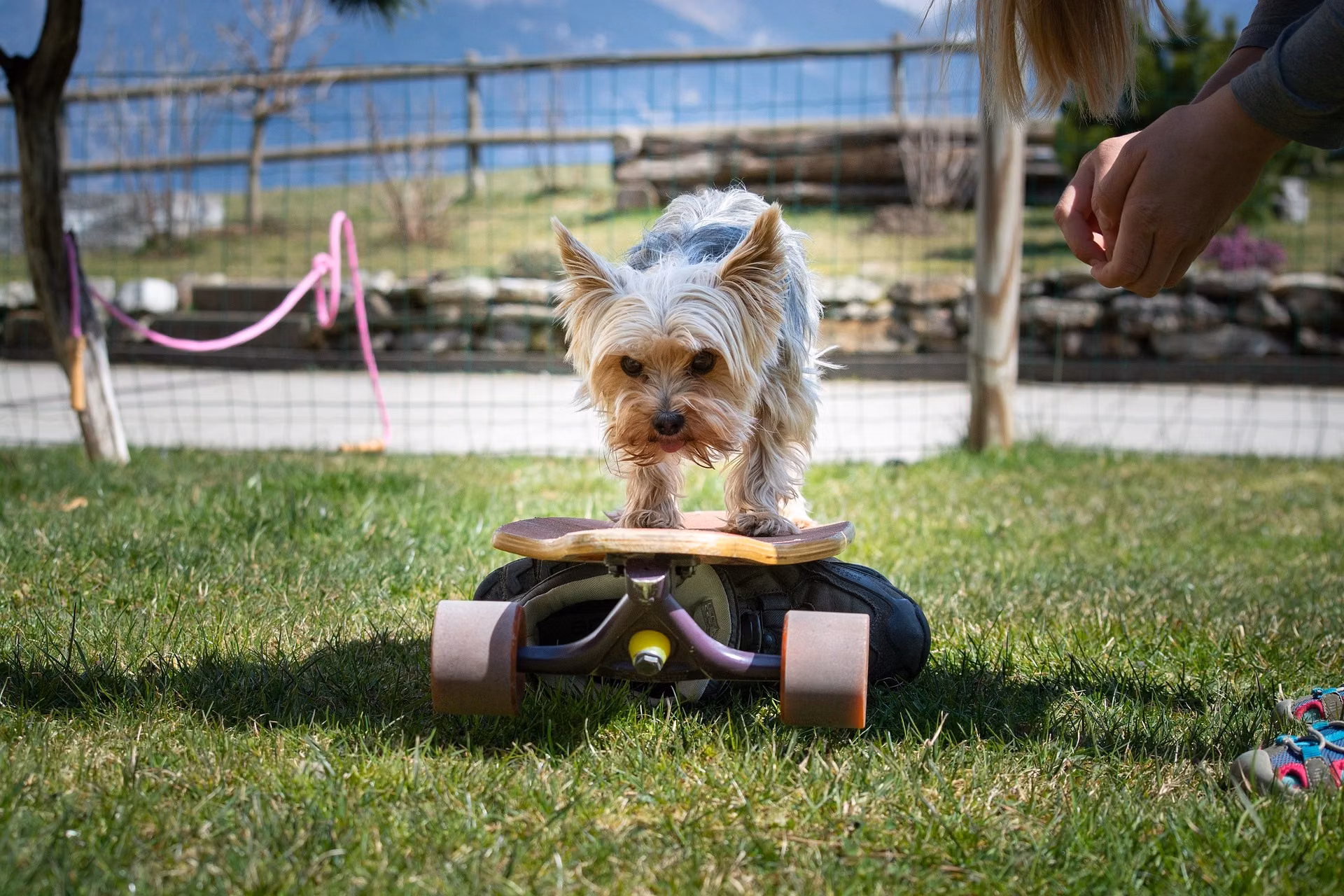 Two dogs playing together outdoors during a socialization session