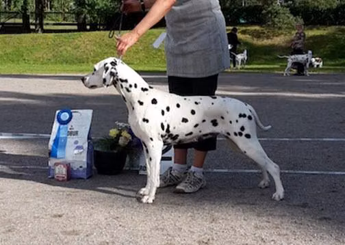 O'ZONE INDIRA, a Hona Dalmatiner registered with United Pet Club