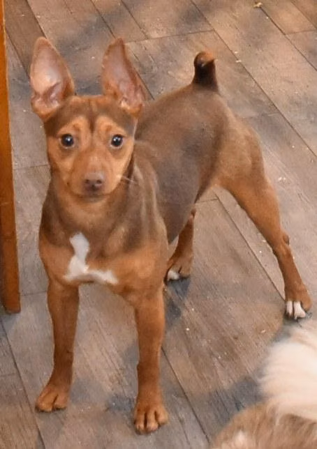 Hall's Sobe Glo' N Bright, a Female Rat Terrier registered with United Pet Club