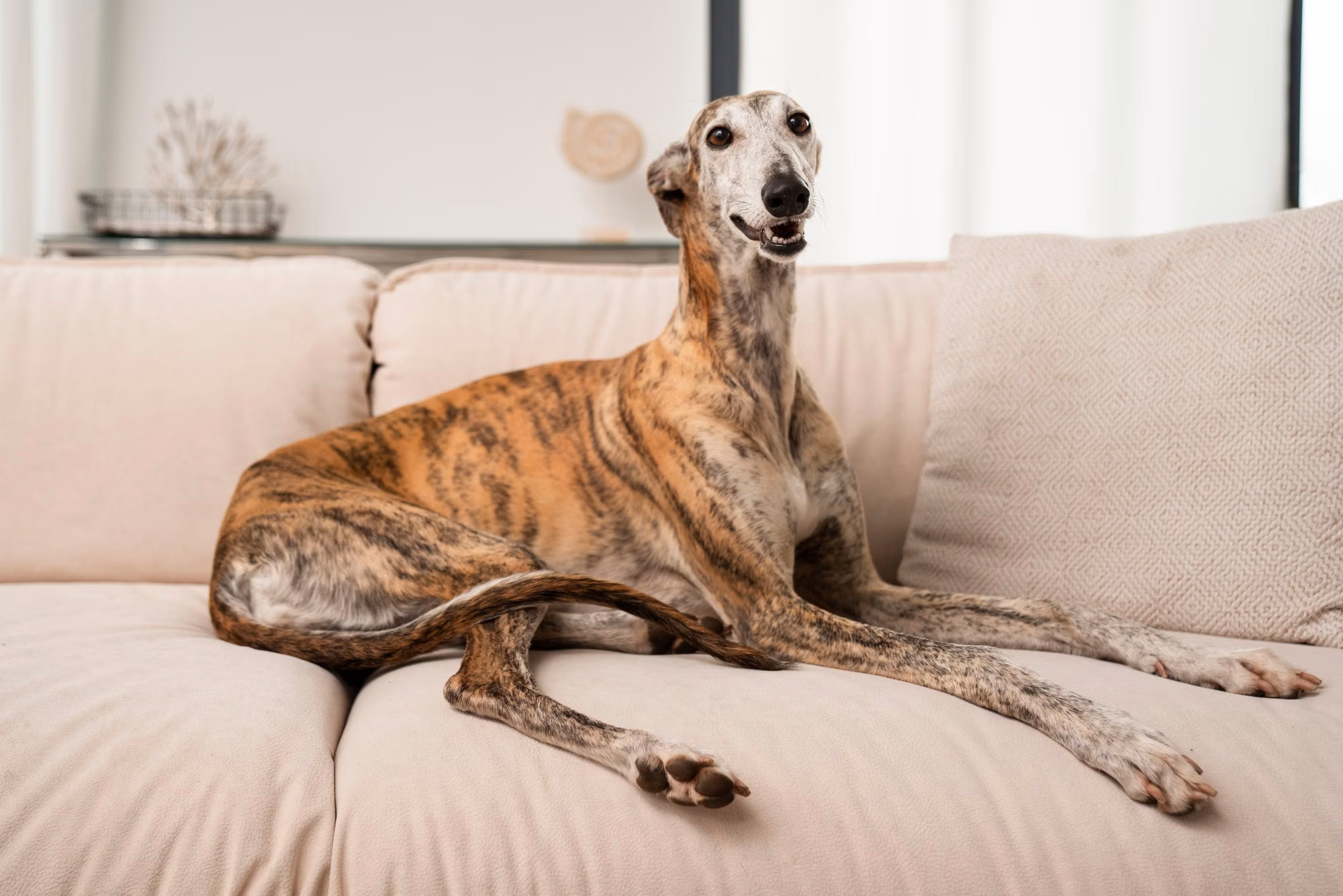 A retired racing Greyhound resting comfortably indoors after adoption