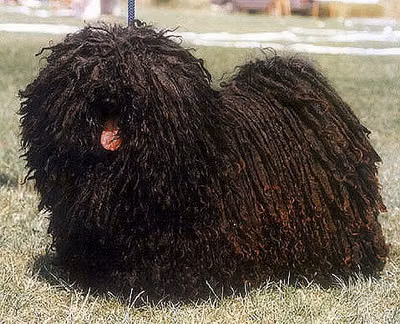 Napfényvárosi-Csahos Éber, a Samec Puli registered with United Pet Club