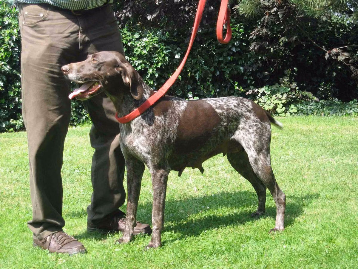 Nanni Vom Osterberg, a Femelă Pointer German cu Păr Scurt registered with United Pet Club