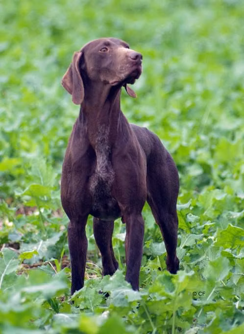 Grazia du Val de Ceze, a Femelă Pointer German cu Păr Scurt registered with United Pet Club