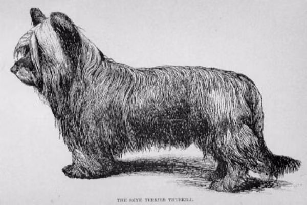 Thurkill (1892) KCSB 25686, a Нар Скай-терьер registered with United Pet Club