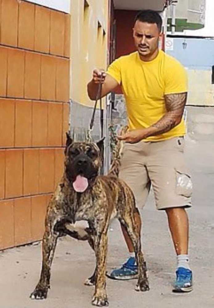 Franco de Ajodar, a Male Perro de Presa Canario registered with United Pet Club