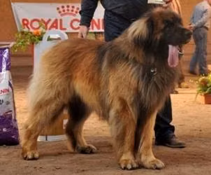Bugsy Roy Arcondia, a Macho Leonberger registered with United Pet Club