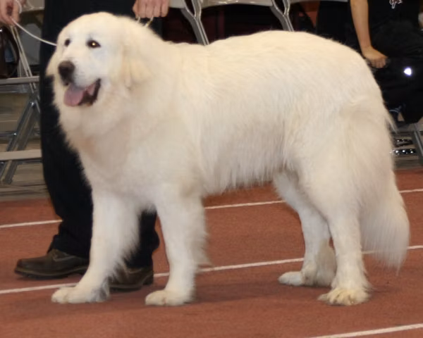 Lumienkelin Agentti, a Самец Пиренейская горная собака registered with United Pet Club
