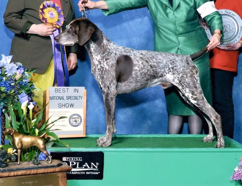 Ehrenvogel Daredevil, a Male Német rövidszőrű vizsla registered with United Pet Club