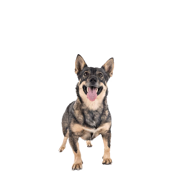 Vallhund szwedzki — rasa Pies: Mały i Przyjazny
