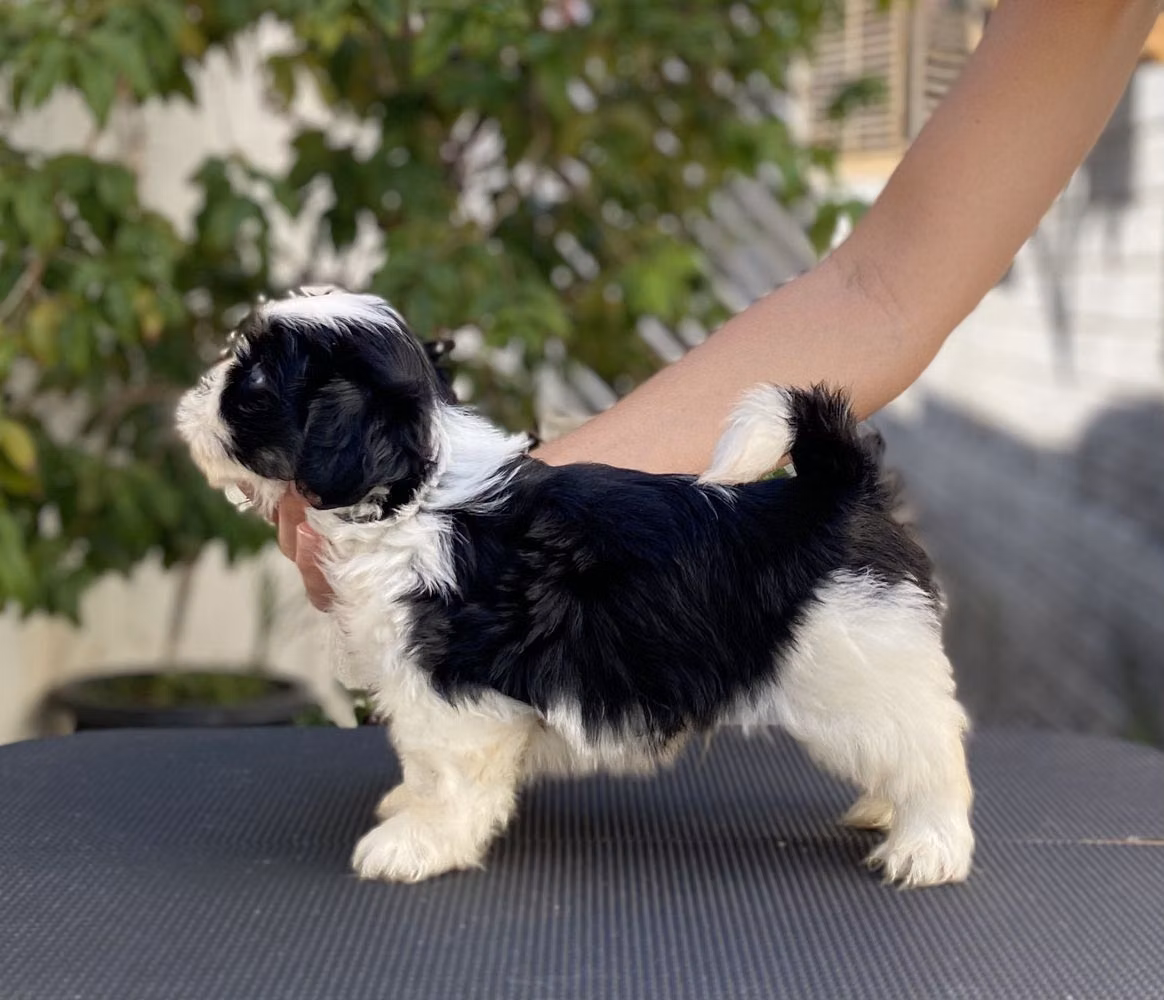 RMoretto Cane ‘Panda’, a Mâle Lhassa Apso registered with United Pet Club