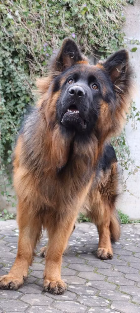 Ben vom Urdonautal, a Самец Немецкая овчарка registered with United Pet Club