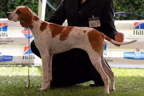 MONILUS ROMINA — Pointer MONILUS ROMINA, a Female Pointer registered with United Pet Club