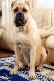 RIO DEL MURGESE, a Нар Кане Корсо registered with United Pet Club