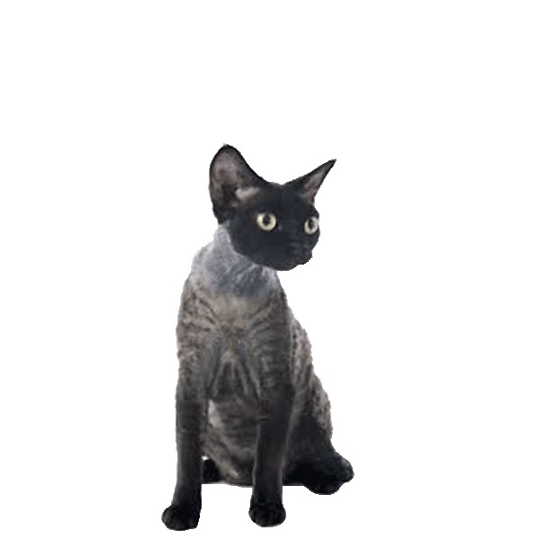 German Rex — a Medium, Friendly Cat breed
