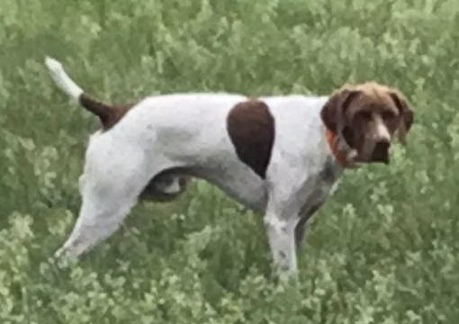 BB's CW2 Shortround, a Maschio Bracco Tedesco a pelo corto registered with United Pet Club