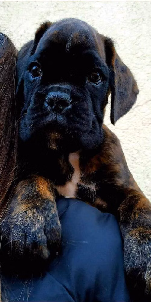 Nyír-Box Mairo, a Patinas Boxer registered with United Pet Club
