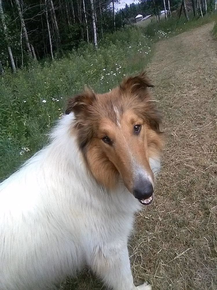 WHITE SAILOR, a Male Collie długowłosy registered with United Pet Club