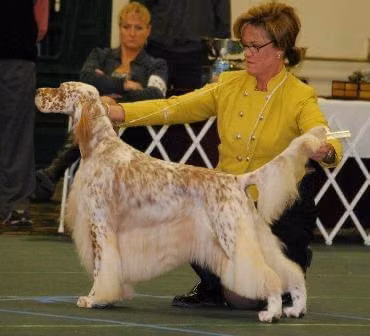 Wyndswept Encore, a Jantan Setter Inggeris registered with United Pet Club