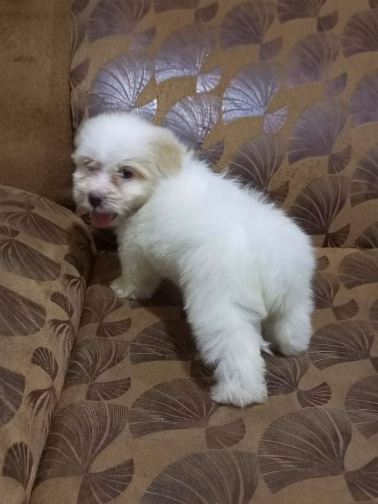 DUCHESS Top Dogs, a Femelle Lhassa Apso registered with United Pet Club