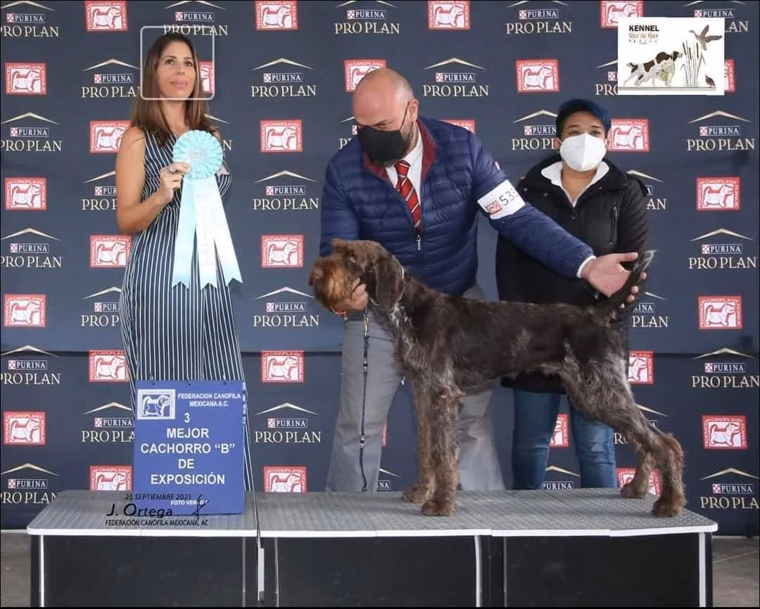 ROSH RUZ DE KIEV, a Male German Wirehaired Pointer registered with United Pet Club