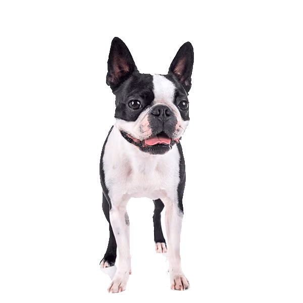 Rat terrier — rasa Pies: Mały i Żywiołowy