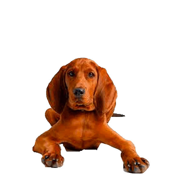 Redbone coonhound — rasa Pies: Duży i Zrównoważony