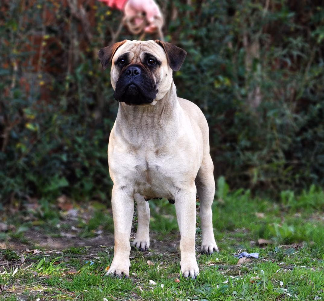 Du Grand Dieux Karlova, a مادہ بل ماسٹف registered with United Pet Club