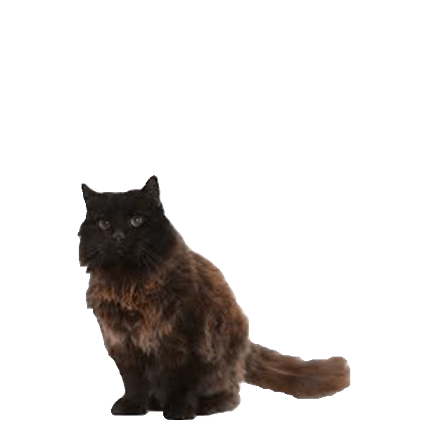 York Chocolate — a Medium, Affectionate Cat breed