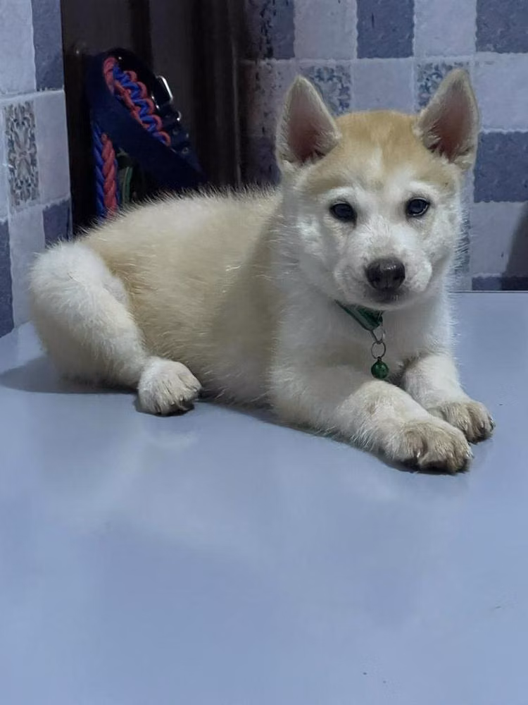Murphy Justice, a Maschio Siberian Husky registered with United Pet Club