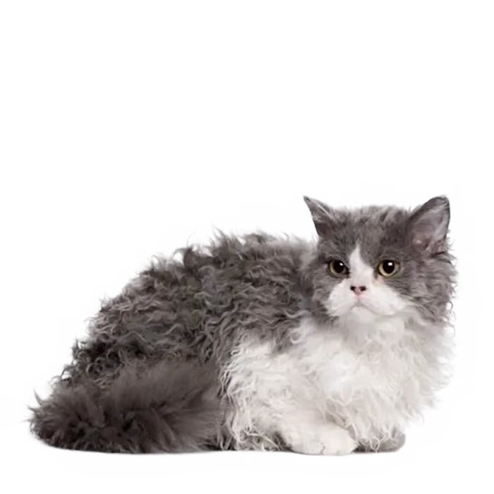 Oregon Rex — a Small, Affectionate Cat breed