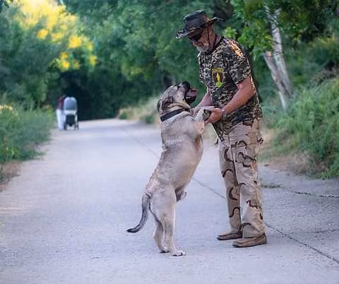 Asad Feodor Land, a Male Ca de Bou registered with United Pet Club