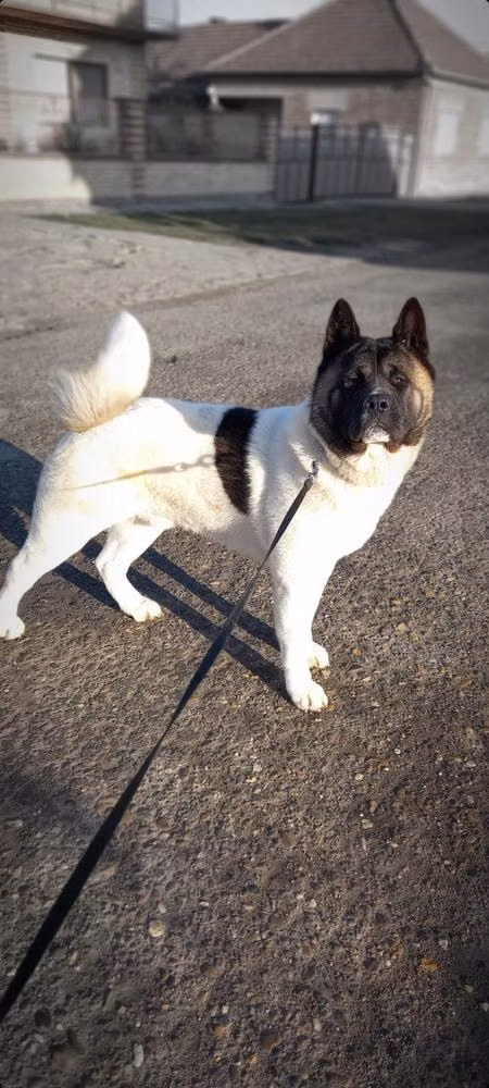Apsolut Mustang — Акита Apsolut Mustang, a Male Акита registered with United Pet Club