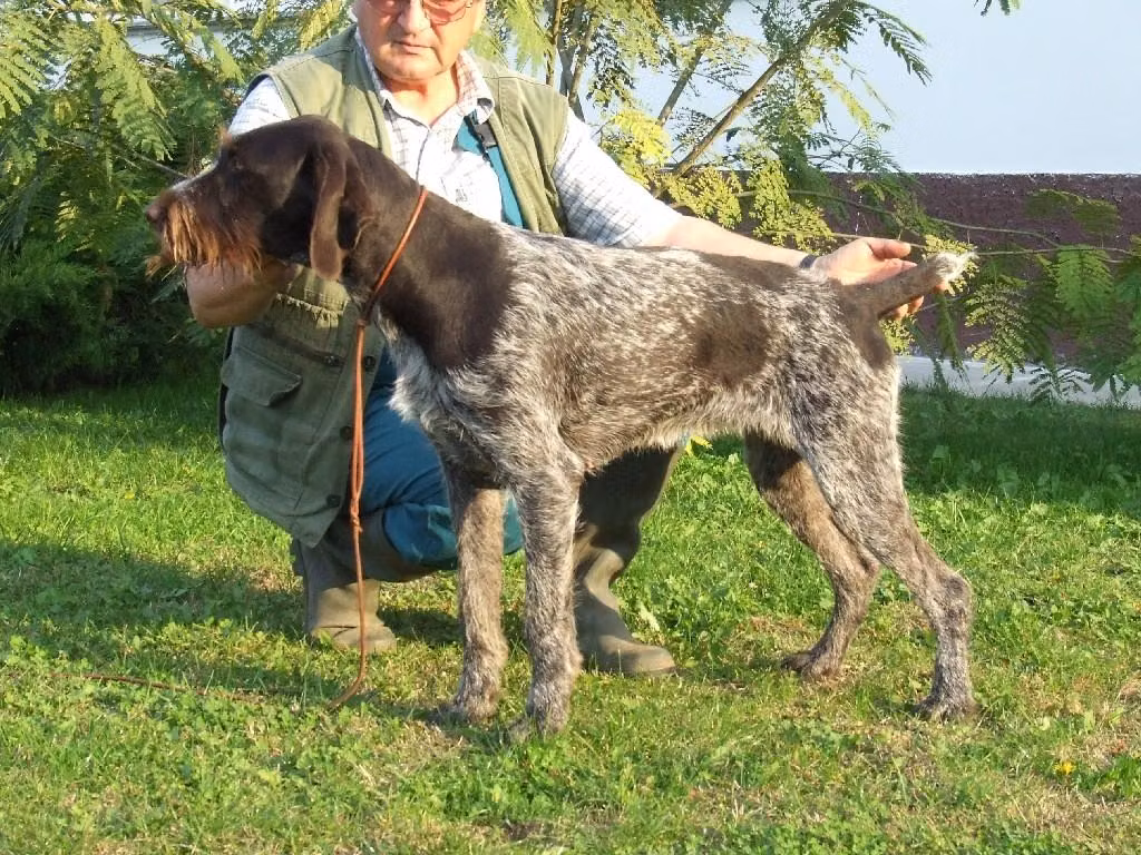 Rumba II vom Wildbarren, a Female German Wirehaired Pointer registered with United Pet Club