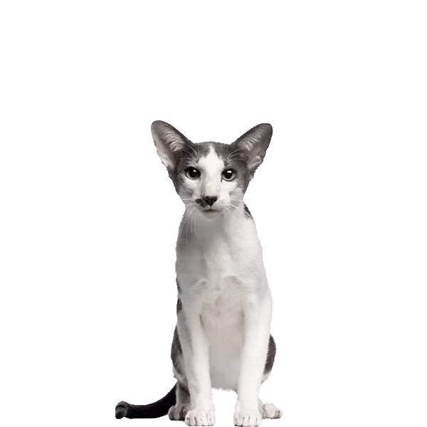 Oriental Bicolor — a Medium, Affectionate Cat breed