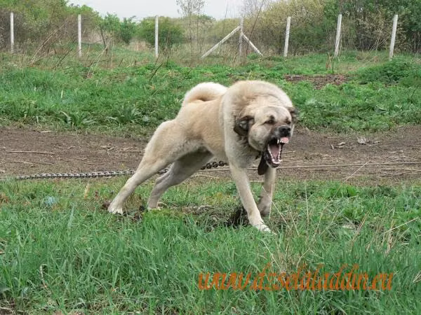 Ajra, a Hembra Pastor Kangal registered with United Pet Club