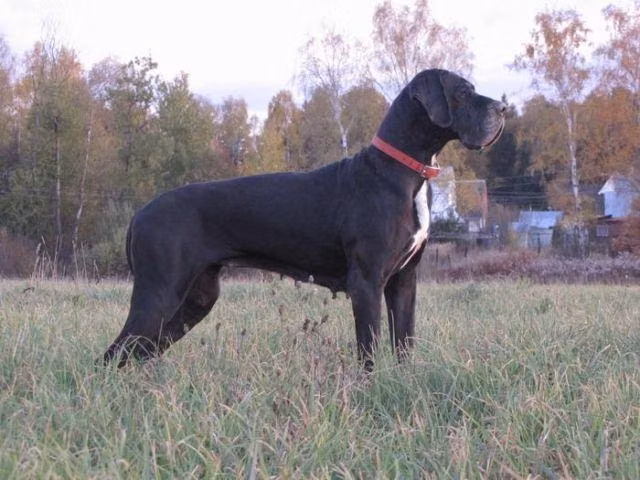 GARMONIYA SEVERA ZOLUSHKA, a Female Great Dane registered with United Pet Club