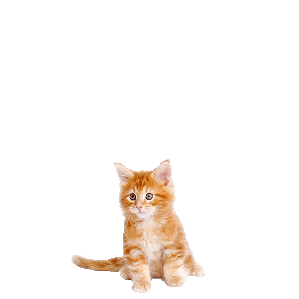 Maine Coon — a Large, Gentle Cat breed